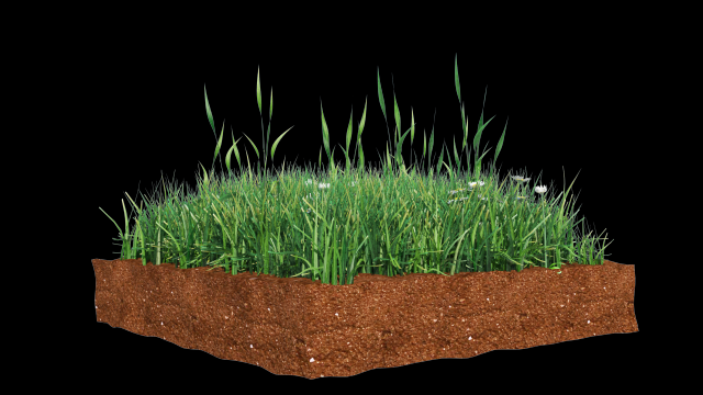 GRASS 3D Model