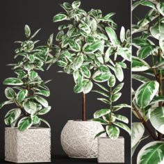 Ficus Robusta tree 3D Model