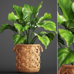 Tropical plant in pot 3D Model
