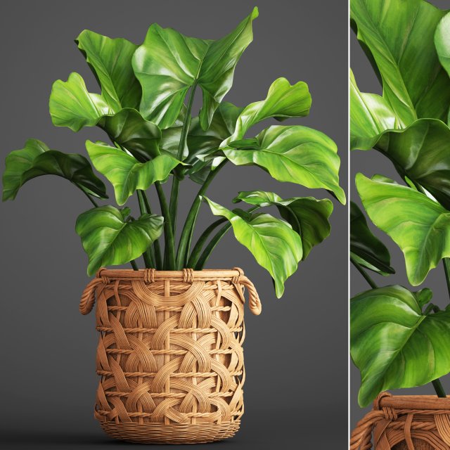 Tropical plant in pot 3D Model