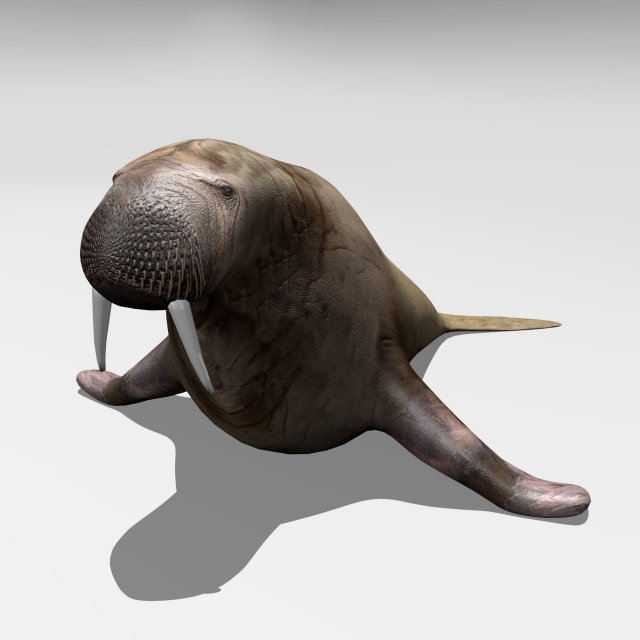 Walrus 3D Model