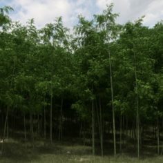 Bamboo Trees for scatter 02 3D Model