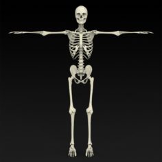 Realistic Human Skeleton 3D Model