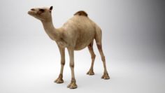 Egyptian Camel 3D Model