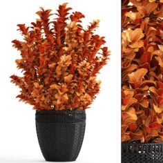 Plant in pot berberis 3D Model
