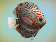 Fish discus 3D Model