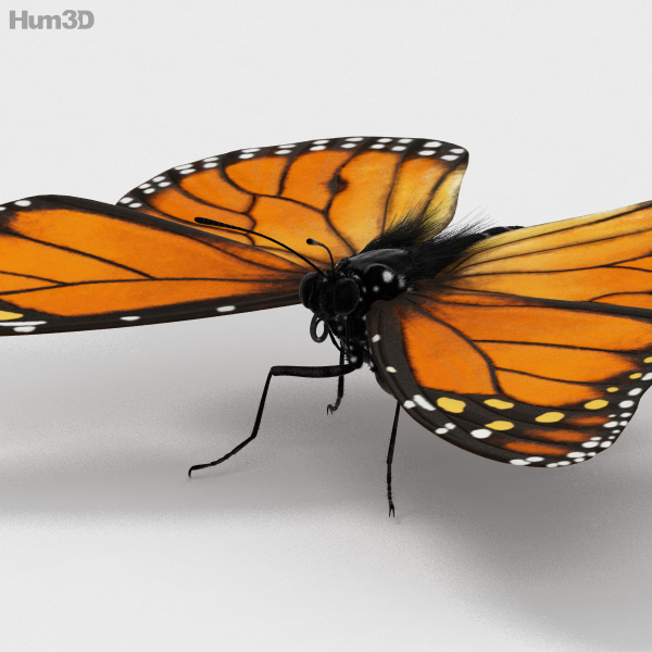 Monarch Butterfly 3D Model - 3DHunt.co