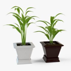 Palm Houseplant 3D Model