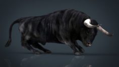 Spanish Bull 3D Model