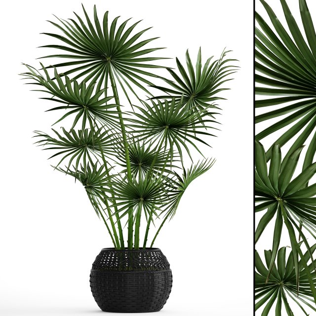 Palm tree 3D Model
