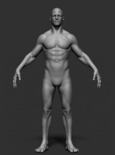Male Anatomy v2 3D Model