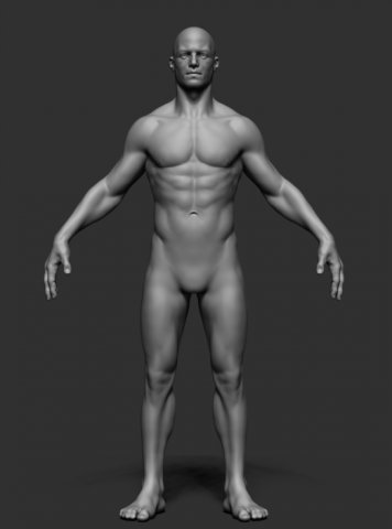 Male Anatomy v2 3D Model