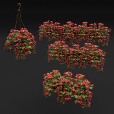 Pelargonium box flower 3D Model