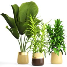 Plant set 3D Model
