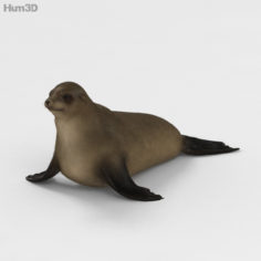 Brown Fur Seal HD 3D Model