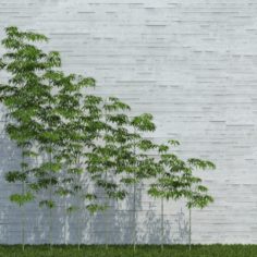 Bamboo Trees for scatter 3D Model