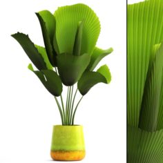 Licuala palm 3D Model