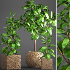 Ficus Robusta tree 3D Model