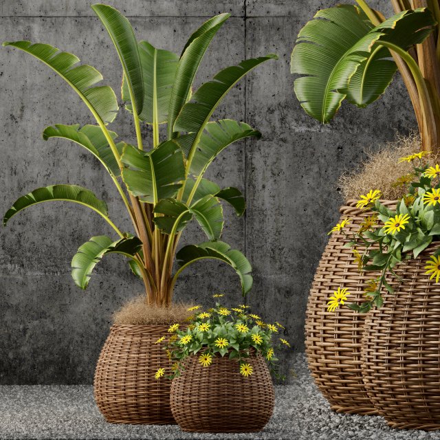 Plant 54 Plants collection 55 3D Model