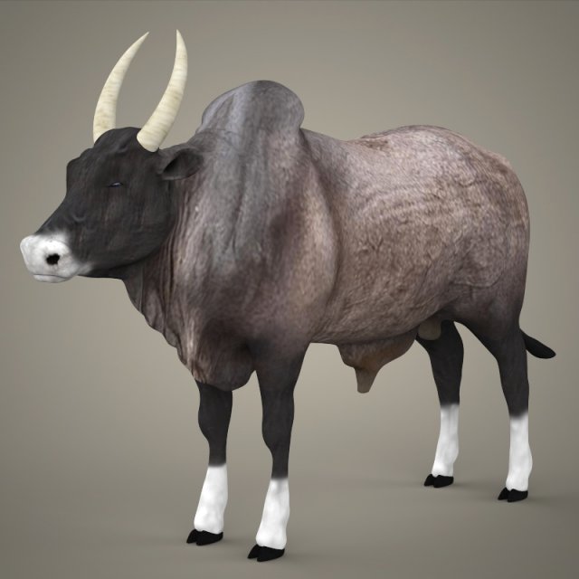 Game Ready Realistic Ox 3D Model