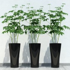 Room plant 10 3D Model