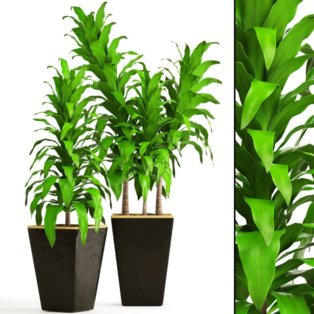 Dracaena 3D Model