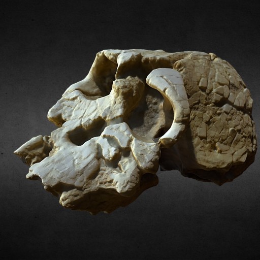 Kenyanthropus Platyops						 Free 3D Model