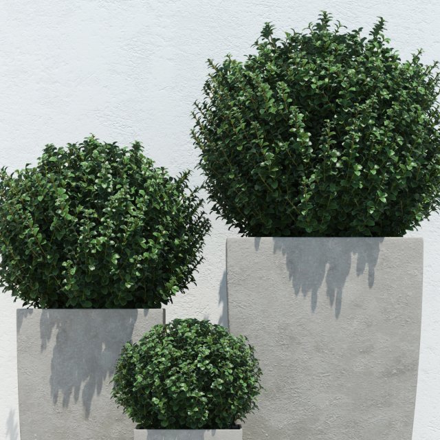 Plants 13 3D Model
