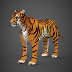 Realistic Tiger 3D Model