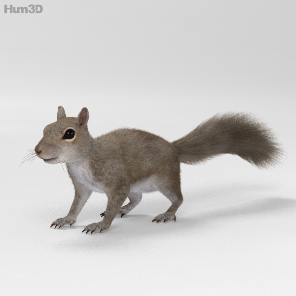 Squirrel HD 3D Model