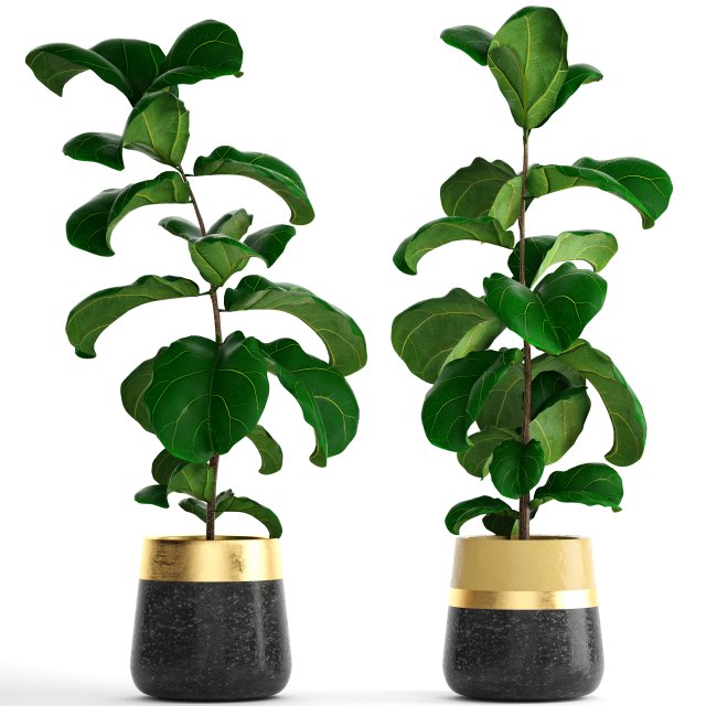 Ficus Lyrata Trees 3D Model