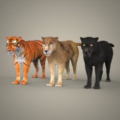 Tiger Lion Black Leopard Collection 3D Model