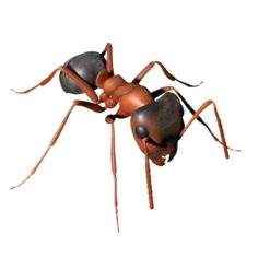 Ant rigged 3D Model