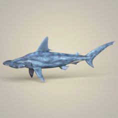 Realistic Hammerhead Shark 3D Model
