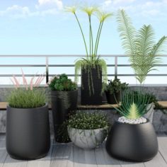Plants 12 3D Model