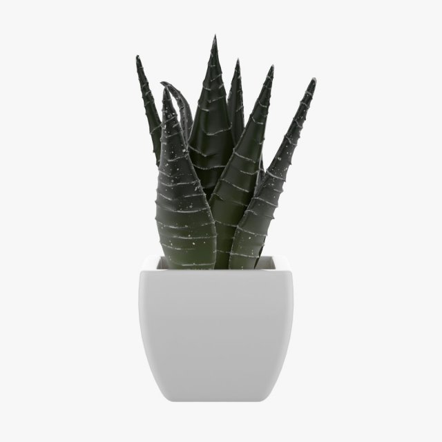 Pot Plant 3D Model