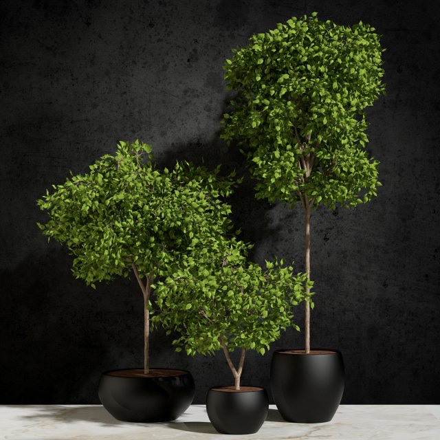Plants Ficus Benjamin 3D Model
