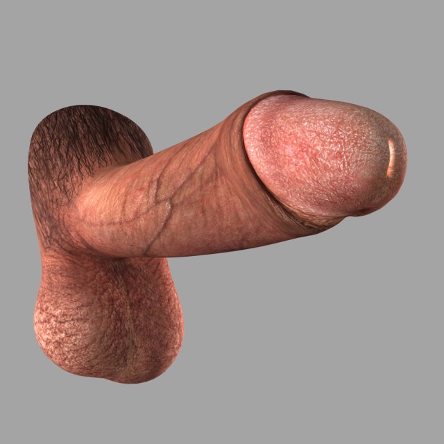 Penis 3D Model - 3DHunt.co.