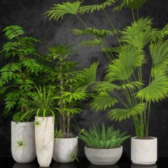 Room plants 3D Model