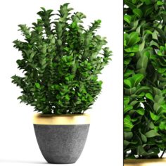 Plant in pot Buxus sempervirens 3D Model