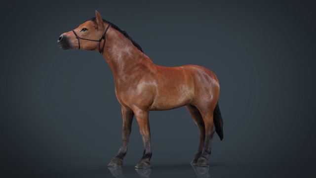 Horse 2 3D Model