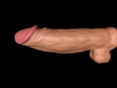 Penis 3D Model