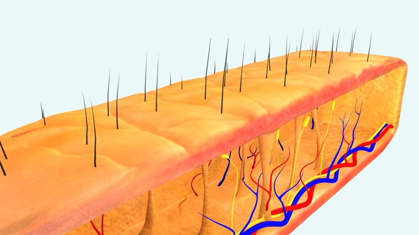 Under the skin medical 3D Model
