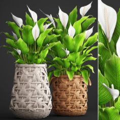 Spathiphyllum plant 3D Model
