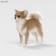 Chihuahua HD 3D Model