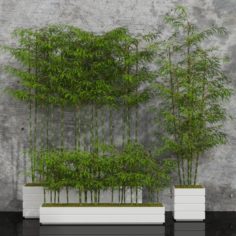 Room plants bamboo 3D Model