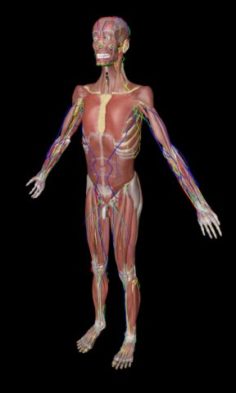 Complete Human Anatomy Male Female 5000 parts Anatomium P1 3D Model