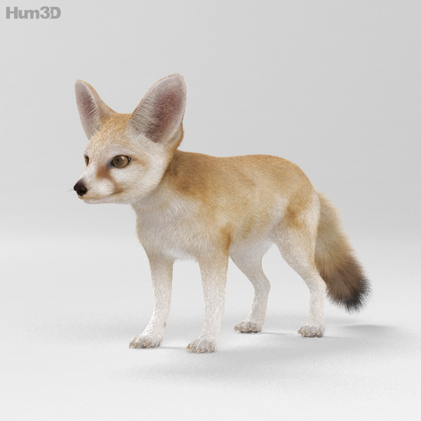 Fennec Fox HD 3D Model