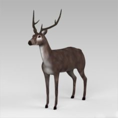 Game Ready Low Poly Buck 3D Model