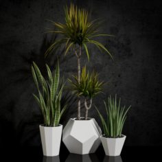 Room plants 03 3D Model